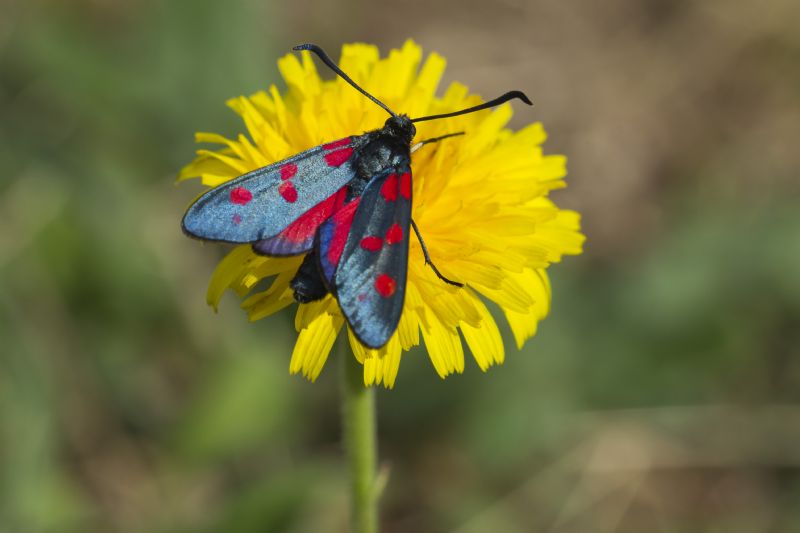 Zygaena filipendulae